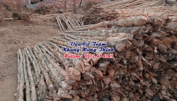 Cừ tràm gốc 5 - 7cm, dài 3 - 4,5 mét