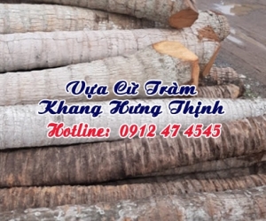 Cừ dừa 6 - 8 mét