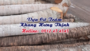 Cừ dừa 5 - 7 mét
