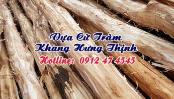 Cừ tràm lột vỏ (gỗ tràm bóc vỏ)