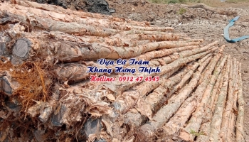 Cừ tràm gốc 3 - 5cm, dài 3 - 4,5 mét