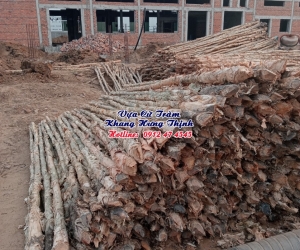 Cừ tràm gốc 5 - 7cm, dài 3 - 4,5 mét