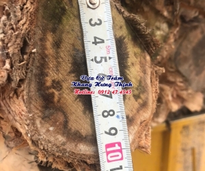 Cừ bạch đàn gốc 8 - 10cm, dài 7m