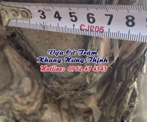 Cừ bạch đàn gốc 6 - 8cm, dài 7m