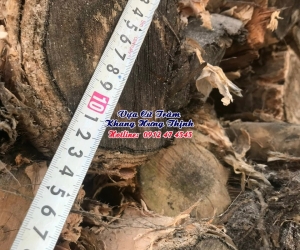 Cừ bạch đàn gốc 10 - 12cm, dài 7m