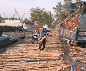 Cừ tràm gốc 11 - 14cm, dài 3 - 4,5 mét